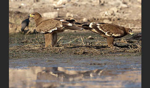 Steppenadler (Aquila nipalensis)