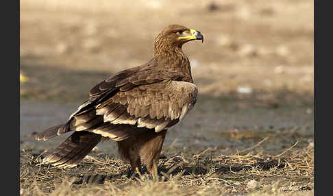 Steppenadler (Aquila nipalensis)