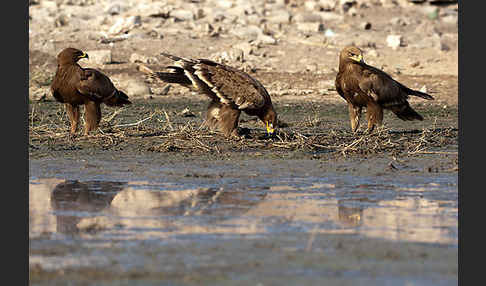 Steppenadler (Aquila nipalensis)