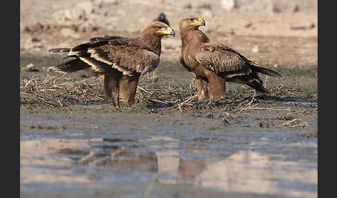 Steppenadler (Aquila nipalensis)