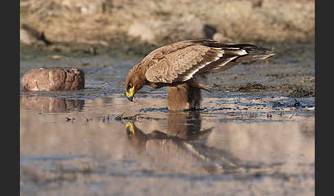 Steppenadler (Aquila nipalensis)