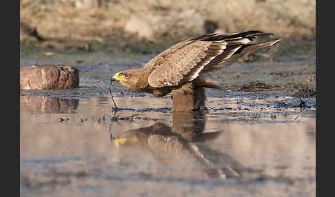 Steppenadler (Aquila nipalensis)