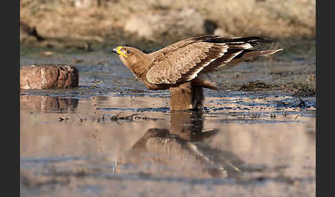 Steppenadler (Aquila nipalensis)