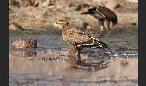 Steppenadler (Aquila nipalensis)