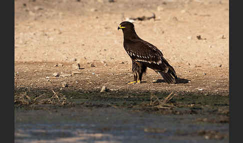 Schelladler (Aquila clanga)