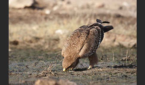 Steppenadler (Aquila nipalensis)