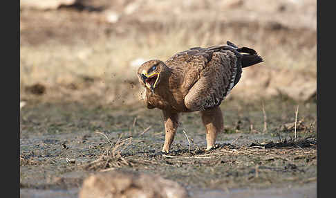 Steppenadler (Aquila nipalensis)