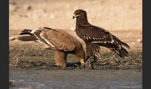 Steppenadler (Aquila nipalensis)