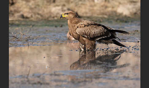 Steppenadler (Aquila nipalensis)