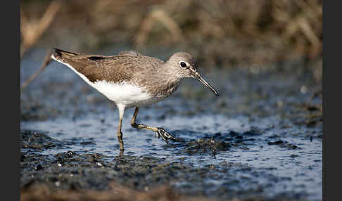 Flußuferläufer (Actitis hypoleucos)
