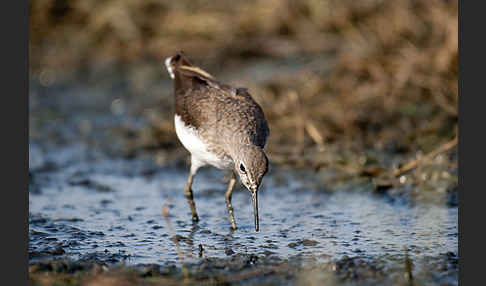 Flußuferläufer (Actitis hypoleucos)