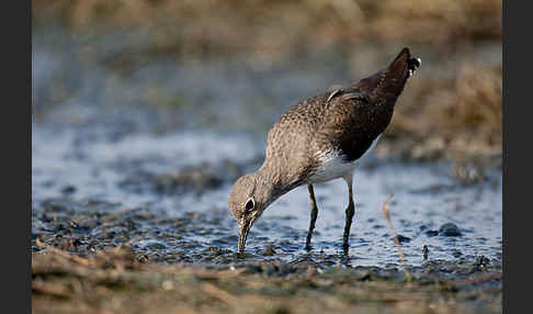 Flußuferläufer (Actitis hypoleucos)