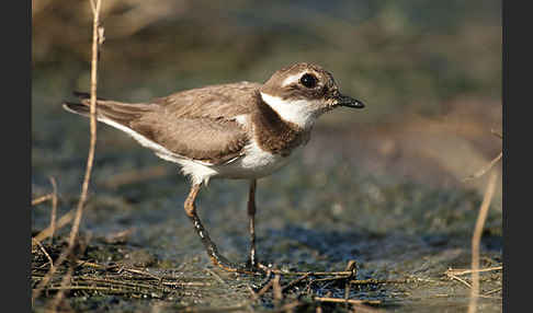 Mongolenregenpfeifer (Charadrius mongolus)