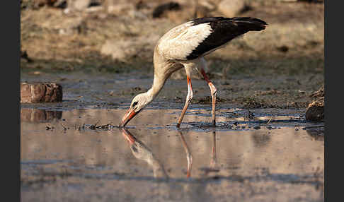 Weißstorch (Ciconia ciconia)