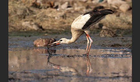 Weißstorch (Ciconia ciconia)