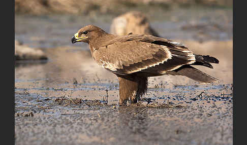 Steppenadler (Aquila nipalensis)