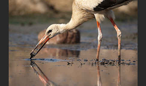 Weißstorch (Ciconia ciconia)