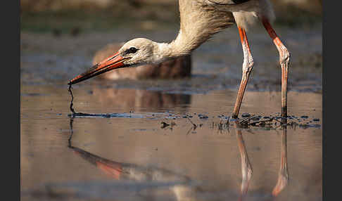 Weißstorch (Ciconia ciconia)