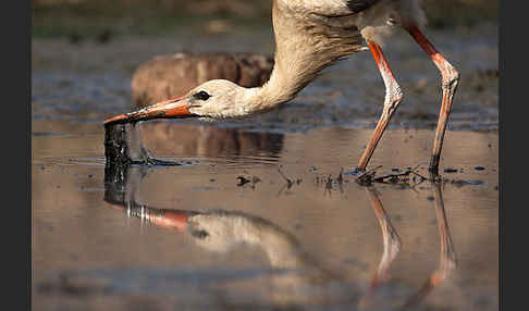 Weißstorch (Ciconia ciconia)