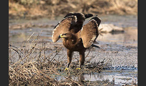 Steppenadler (Aquila nipalensis)