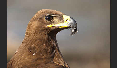 Steppenadler (Aquila nipalensis)