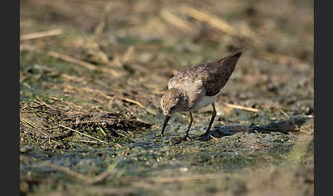 Temminckstrandläufer (Calidris temminckii)