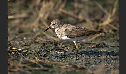 Temminckstrandläufer (Calidris temminckii)