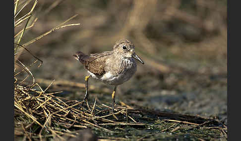 Temminckstrandläufer (Calidris temminckii)