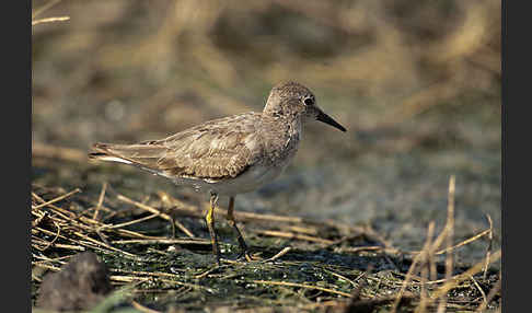 Temminckstrandläufer (Calidris temminckii)