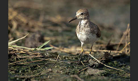 Temminckstrandläufer (Calidris temminckii)