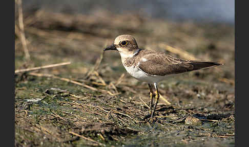 Flußregenpfeifer (Charadrius dubius)