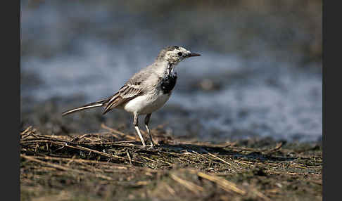 Bachstelze (Motacilla alba)