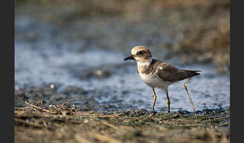 Flußregenpfeifer (Charadrius dubius)