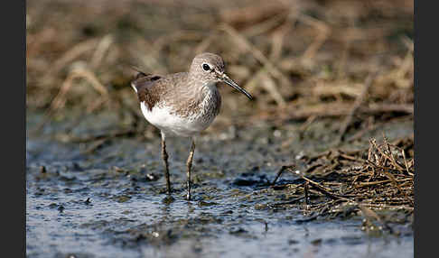 Flußuferläufer (Actitis hypoleucos)