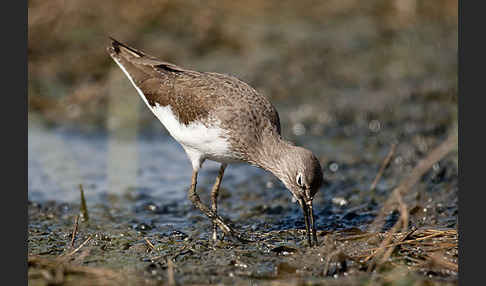 Flußuferläufer (Actitis hypoleucos)