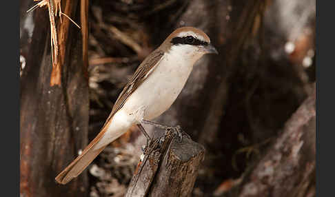 Isabellwürger (Lanius isabellinus)