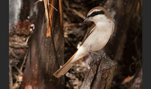 Isabellwürger (Lanius isabellinus)