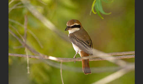 Isabellwürger (Lanius isabellinus)