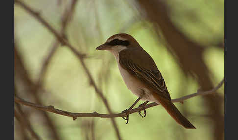 Isabellwürger (Lanius isabellinus)