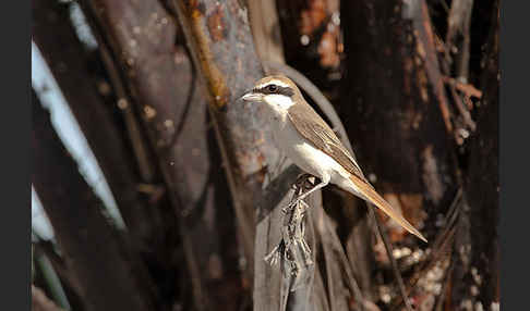 Isabellwürger (Lanius isabellinus)