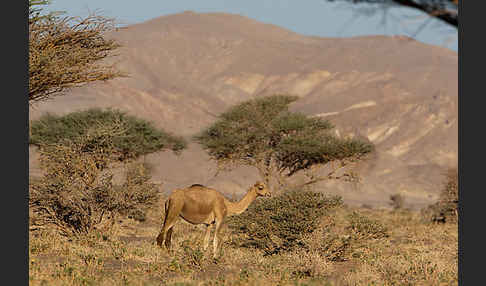 Dromedar (Camelus dromedarius)