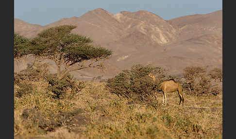 Dromedar (Camelus dromedarius)