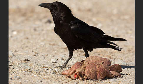 Wüstenrabe (Corvus ruficollis)