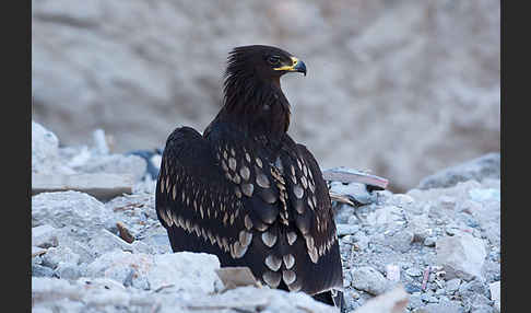 Schelladler (Aquila clanga)