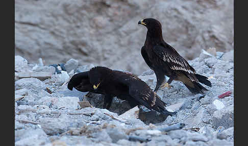 Schelladler (Aquila clanga)