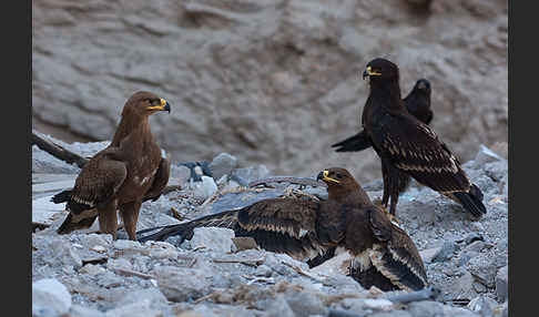 Steppenadler (Aquila nipalensis)