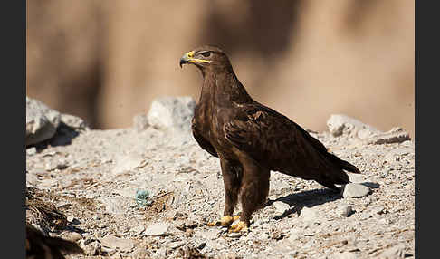 Steppenadler (Aquila nipalensis)