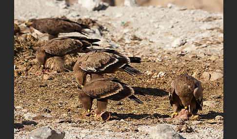 Steppenadler (Aquila nipalensis)