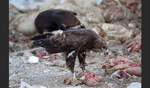 Schelladler (Aquila clanga)