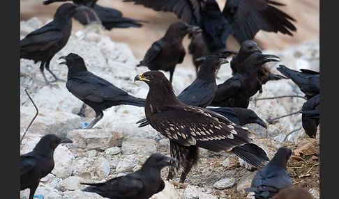 Wüstenrabe (Corvus ruficollis)